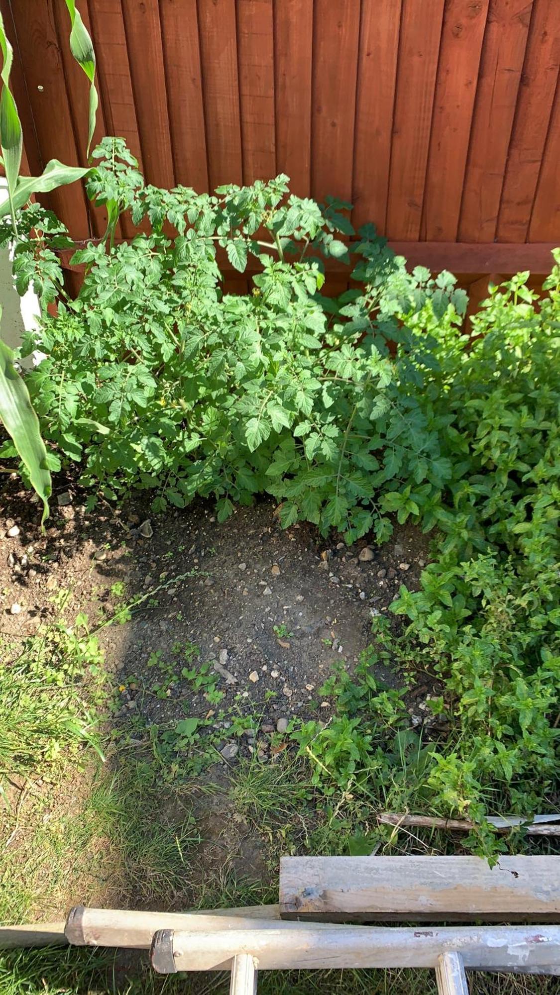 Queenomega'S Home Stay Londra Exterior foto